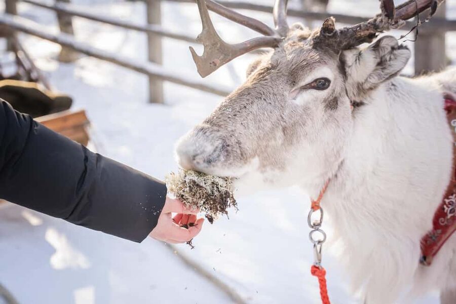 Levi: Authentic Reindeer Sled Ride with Photographer - The 1.5 km Sled Ride Through Snowy Forests