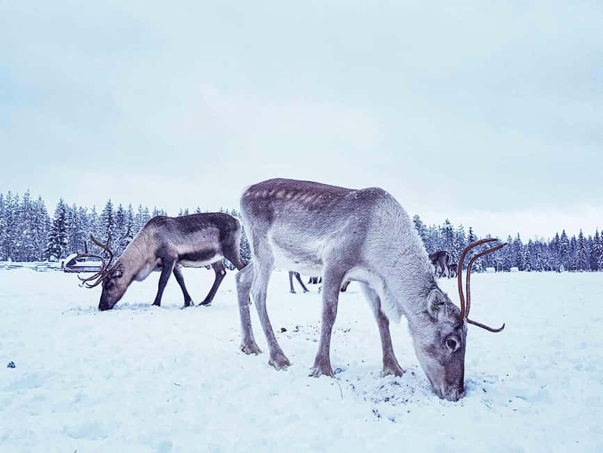 Levi: Authentic Reindeer Sled Ride with Photographer - Should You Book Levi’s Authentic Reindeer Sled Ride?