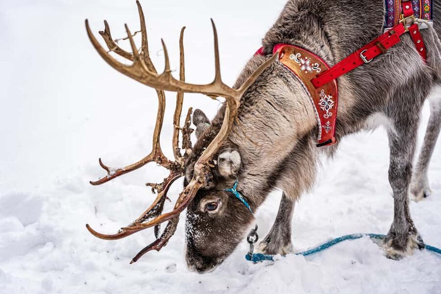 Levi: Authentic Reindeer Sled Ride with Photographer - FAQ