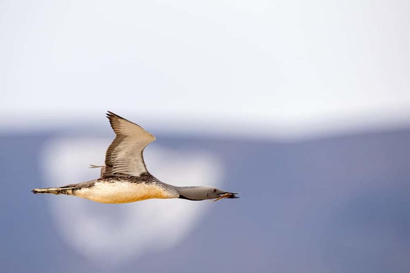 Longyearbyen: Wildlife Safari & Hiking Photography Tour - Key things to know before you go