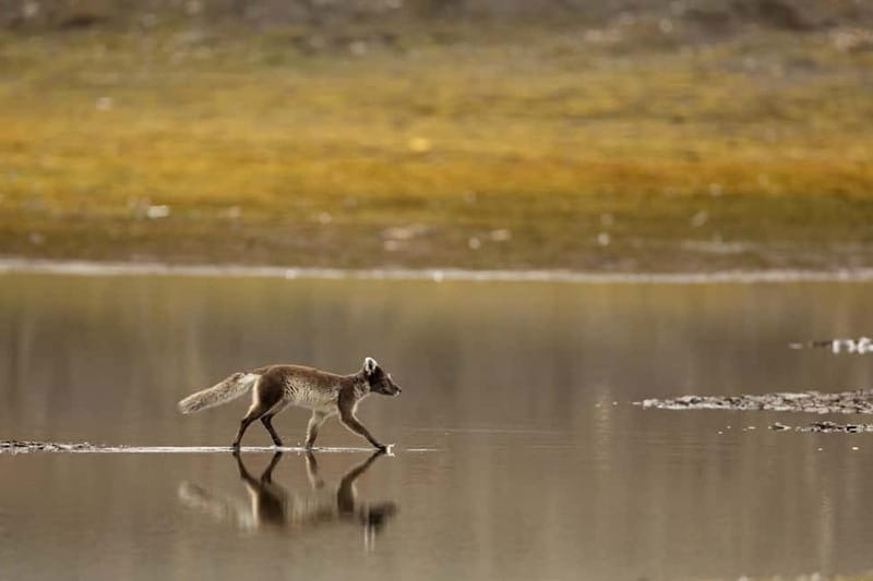 Longyearbyen: Wildlife Safari & Hiking Photography Tour - Longyearbyen wildlife, guided for photos (not just sightseeing)