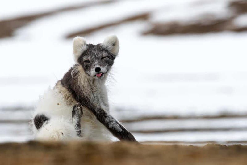 Longyearbyen: Wildlife Safari & Hiking Photography Tour - Wildlife priority: reindeer, Arctic foxes, and ptarmigan are the targets