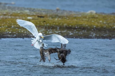 Longyearbyen: Wildlife Safari & Hiking Photography Tour - The 5-hour flow: pickup, secret viewing, then a flat hike