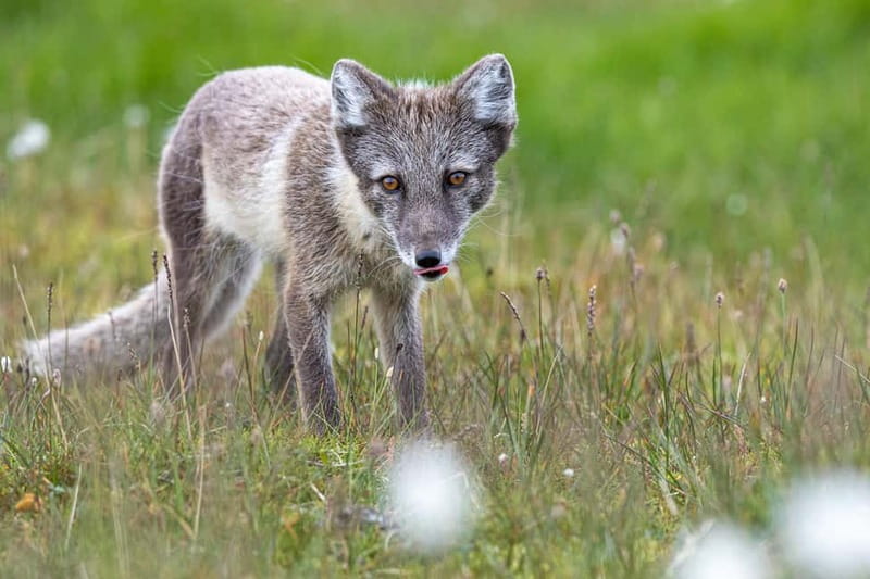Longyearbyen: Wildlife Safari & Hiking Photography Tour - How the photography focus actually helps your pictures
