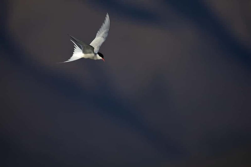 Longyearbyen: Wildlife Safari & Hiking Photography Tour - The hike in cold weather: what you’ll do outdoors, and when you warm up