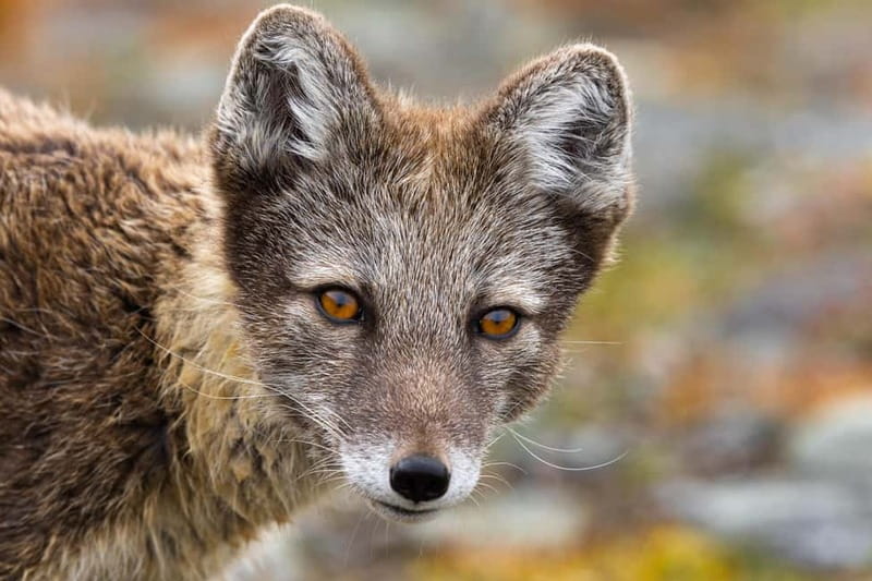 Longyearbyen: Wildlife Safari & Hiking Photography Tour - Transportation and comfort: van pickup rules and safe movement