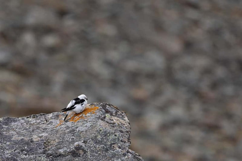 Longyearbyen: Wildlife Safari & Hiking Photography Tour - Price and value: is $246 worth it for 5 hours?