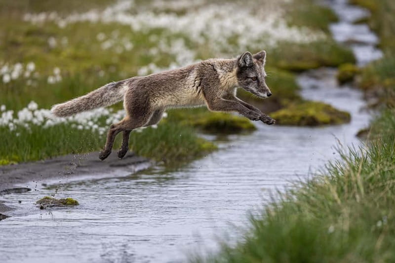 Longyearbyen: Wildlife Safari & Hiking Photography Tour - Who this tour suits (and who should skip it)