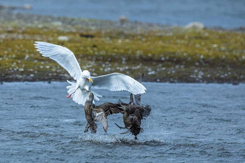 Longyearbyen: Wildlife Safari & Hiking Photography Tour - The 5-hour flow: pickup, secret viewing, then a flat hike