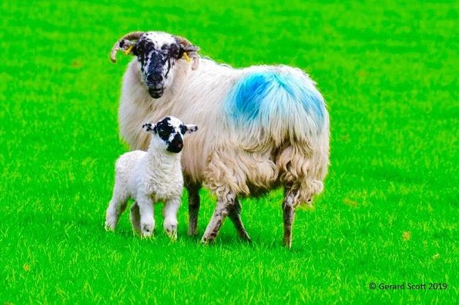 Luxury Photography Day Tour on Ring of Kerry and Skellig Ring - Fully Guided and Chauffeured - Key highlights worth planning for