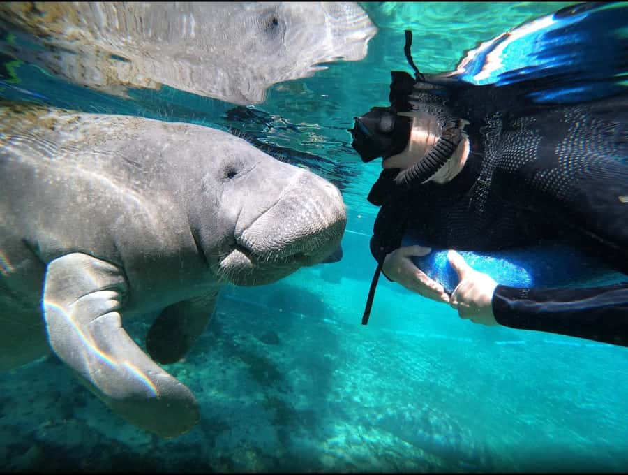 Manatee Snorkeling Tour with in water Guide and photographer - In-water guide who swims with you and acts as the photographer