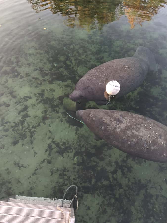 Manatee Snorkeling Tour with in water Guide and photographer - Equipment and small comfort wins that make snorkeling easier