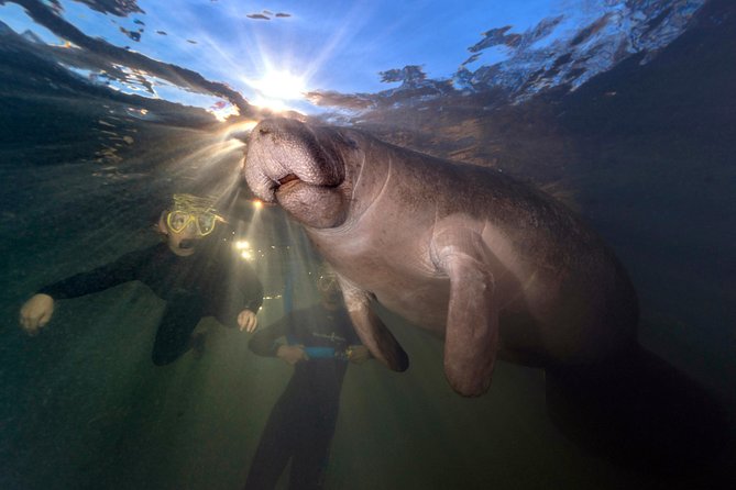 Manatee Swim Tour with In Water Photographer - Kings Bay Manatees: Why This Spot Feels Like Florida Magic