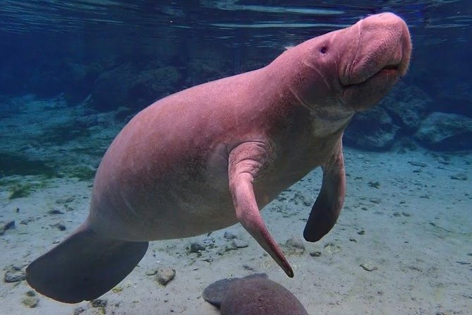 Manatee Swim Tour with In Water Photographer - The USCG-Certified Boat Ride Through Kings Bay