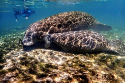 Manatee Swim Tour with In Water Photographer - Meeting at Explorida: A Smooth Start You’ll Appreciate