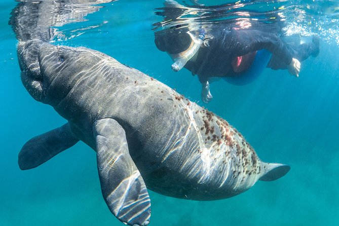 Manatee Swim Tour with In Water Photographer - What the Swim Feels Like: Clear Water, Murky Water, and Real Encounters