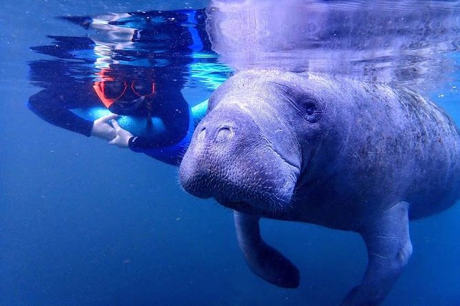 Manatee Swim Tour with In Water Photographer - Gear and Comfort: Why the Included Stuff Changes Everything