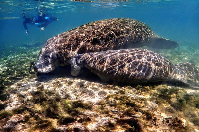 Manatee Swim Tour with In Water Photographer - Meeting at Explorida: A Smooth Start You’ll Appreciate