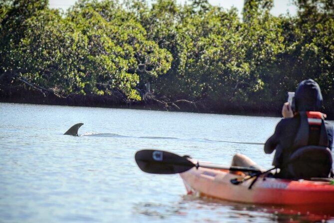 Mangrove Tunnels Kayak Tour (Photographer Included)- Marco Island - Price and value: why $59 feels fair here