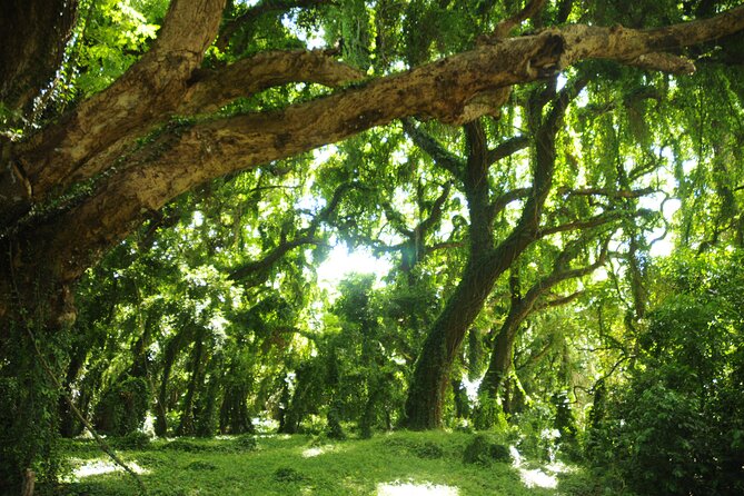 Maui part-way to Hana North Shore sightseeing & Photography Tour! - What makes this tour feel worth $210