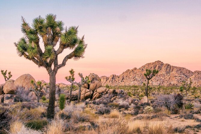 Palm Springs - Private Photoshoot with a Top Local Photographer - Quick takeaways