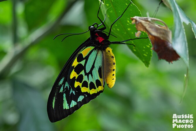 Photography and Nature in Cairns Botanic Gardens Let's Go Buggin - Key points that make this tour worth your morning