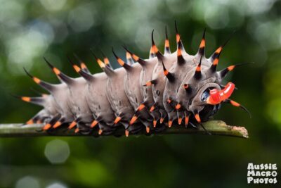 Photography and Nature in Cairns Botanic Gardens Let's Go Buggin - Who’s really driving the experience: Bridgette Gower and Ros Peric