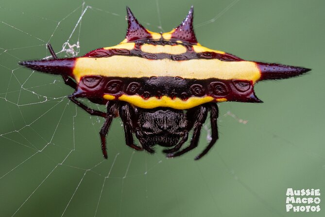 Photography and Nature in Cairns Botanic Gardens Let's Go Buggin - Who should book this tour (and who might not love it)