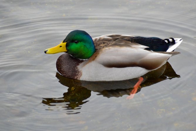 Photography, Hiking & Ferry to Bowen Island - Value check: is $133.61 a good deal?