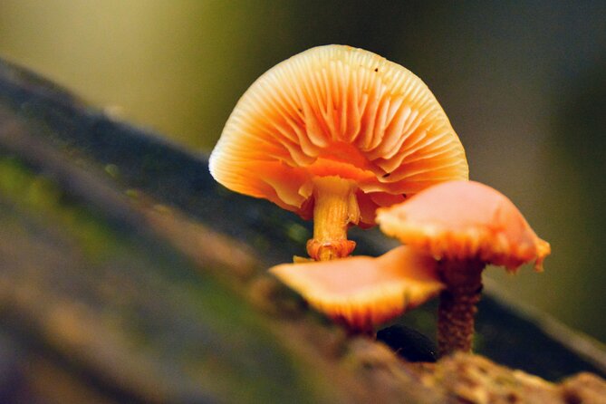 Photography in Rainforest & Suspension Bridge - Stop 1: Lynn Canyon Park and the Suspension Bridge in Old-Growth Forest