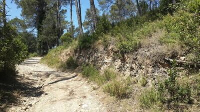 Photography route through the secret nature of Barcelona - Stop 2: Parc de Collserola for Views, Flora, and Urban Contrasts