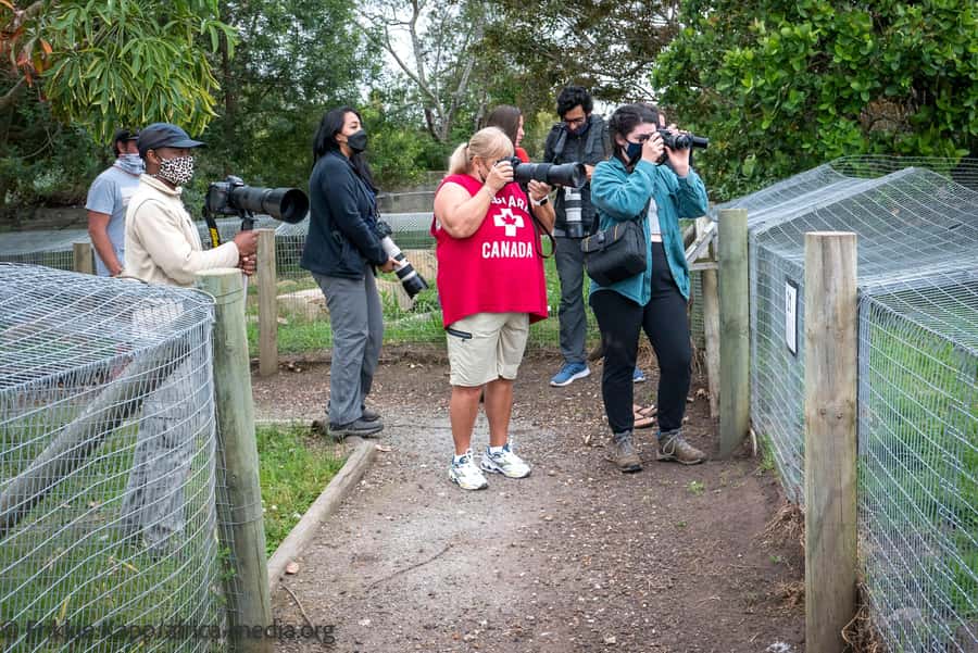 Plettenberg Bay: Private Guided Wildlife Photography Tour - Key highlights worth your time
