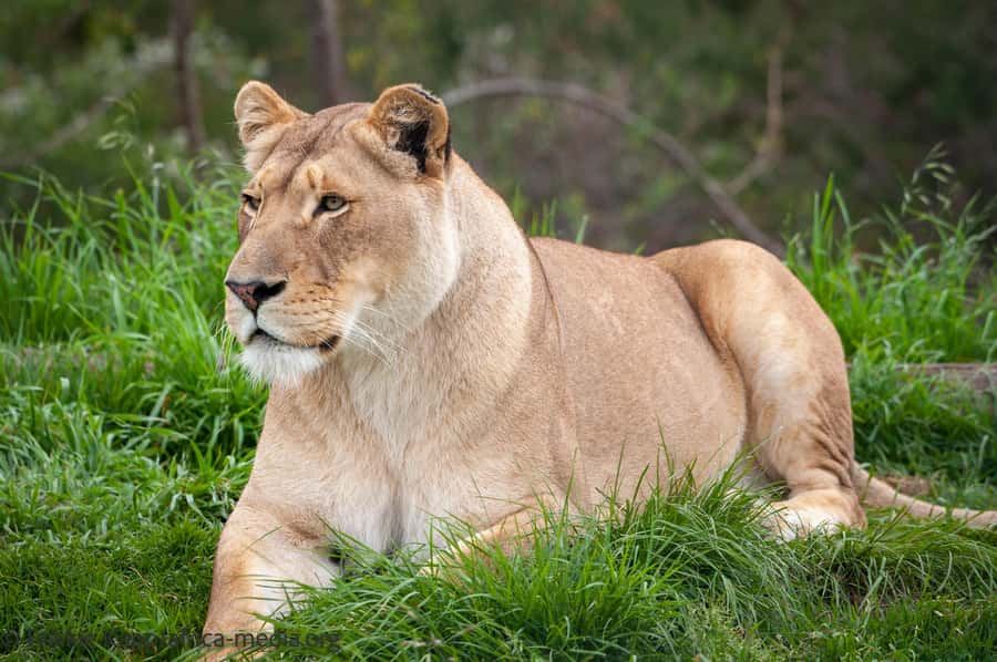 Plettenberg Bay: Private Guided Wildlife Photography Tour - Breaks and snacks: why a short pause helps your photos
