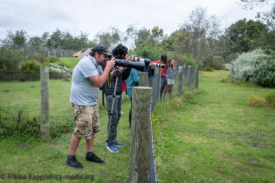 Plettenberg Bay: Private Guided Wildlife Photography Tour - Starting at reception: what to do before the first cat