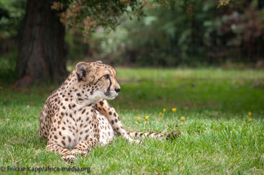 Plettenberg Bay: Private Guided Wildlife Photography Tour - Cheetahs and changing numbers: conservation talk with your camera ready