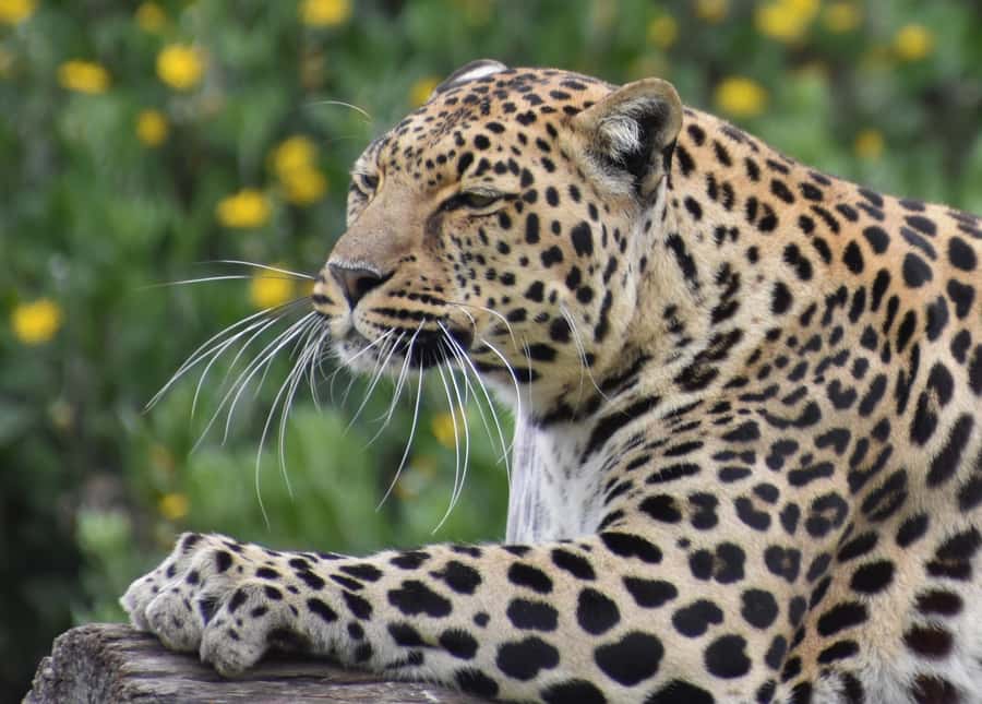 Plettenberg Bay: Private Guided Wildlife Photography Tour - White cats, caracals, and servals: building a varied big-cat set