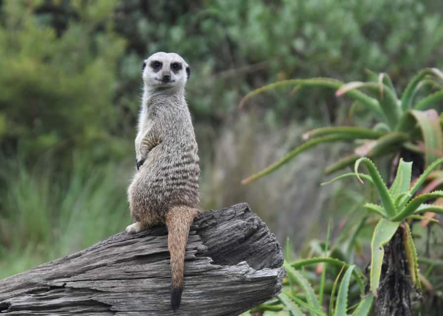 Plettenberg Bay: Private Guided Wildlife Photography Tour - The life-enrichment exercise: when photography turns into purpose