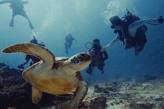 Private Dive + videographer/Photographer (Certified divers only) - Key highlights worth knowing