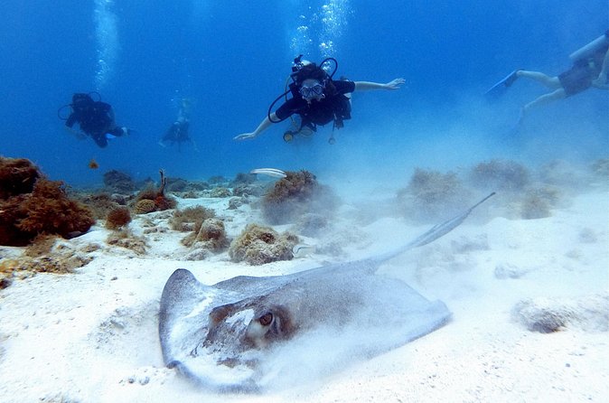 Private Dive + videographer/Photographer (Certified divers only) - A private photographer changes how the underwater time feels