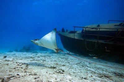 Private Dive + videographer/Photographer (Certified divers only) - Certified scuba requirement and fitness level