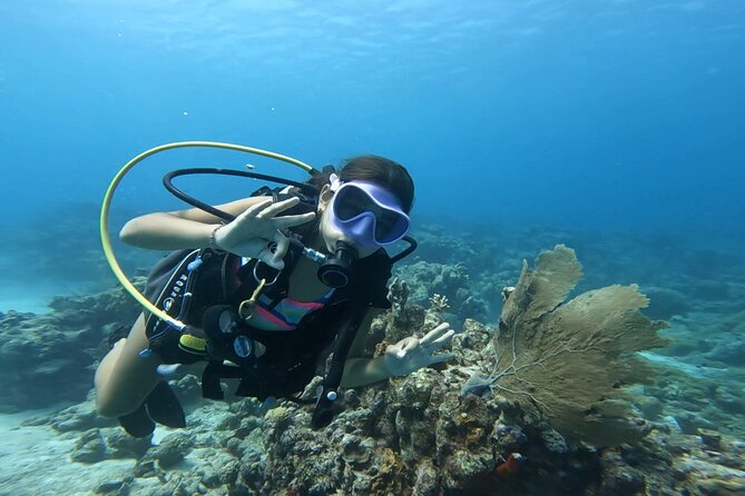 Private Dive + videographer/Photographer (Certified divers only) - Pickup, drop-off, and communication that keeps stress low