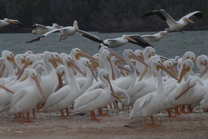 Private Everglades 10,000 Islands Photo and Birding Boat Safari - Timing for Light: Why Dawn or Dusk Is Built Into the Day