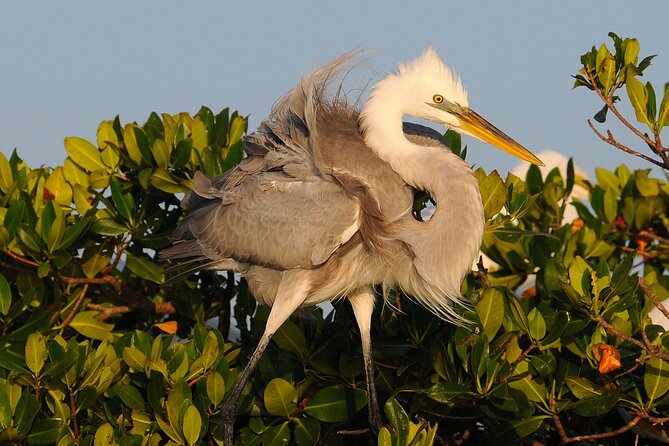Private Everglades 10,000 Islands Photo and Birding Boat Safari - Who This Tour Suits Best (and Who Might Want a Different Option)
