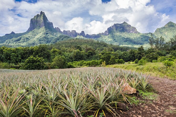 Private excursion to Moorea, photo tour & immersive discovery - Stop by Stop: Where Your Best Photos Come From
