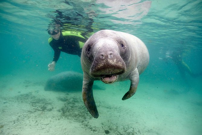 Private Manatee Swim for up to 6 with In-Water Divemaster/Photographer - Key things that make this swim work
