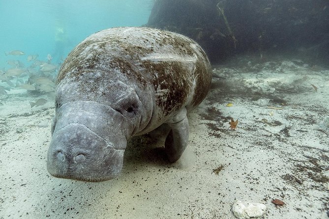 Private Manatee Swim for up to 6 with In-Water Divemaster/Photographer - Your 4-hour plan: what happens from start to finish