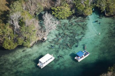 Private Manatee Swim for up to 6 with In-Water Divemaster/Photographer - Private tour value: full attention plus guide-led manatee searching