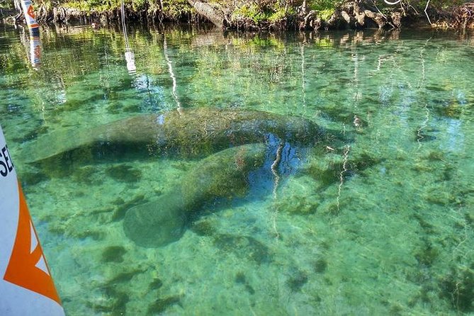 Private Manatee Swim for up to 6 with In-Water Divemaster/Photographer - Price and value: why $600 for up to 6 can make sense