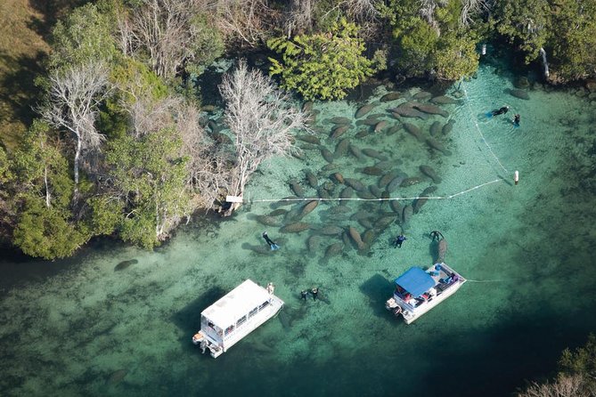 Private Manatee Swim for up to 6 with In-Water Divemaster/Photographer - Private tour value: full attention plus guide-led manatee searching