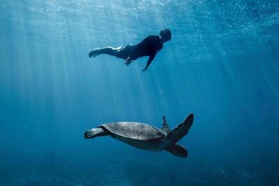 Private Marine Wildlife Adventure with Underwater Photography - Marine life you’re aiming for, and what to watch for